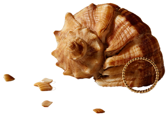 Coquillage et bijoux